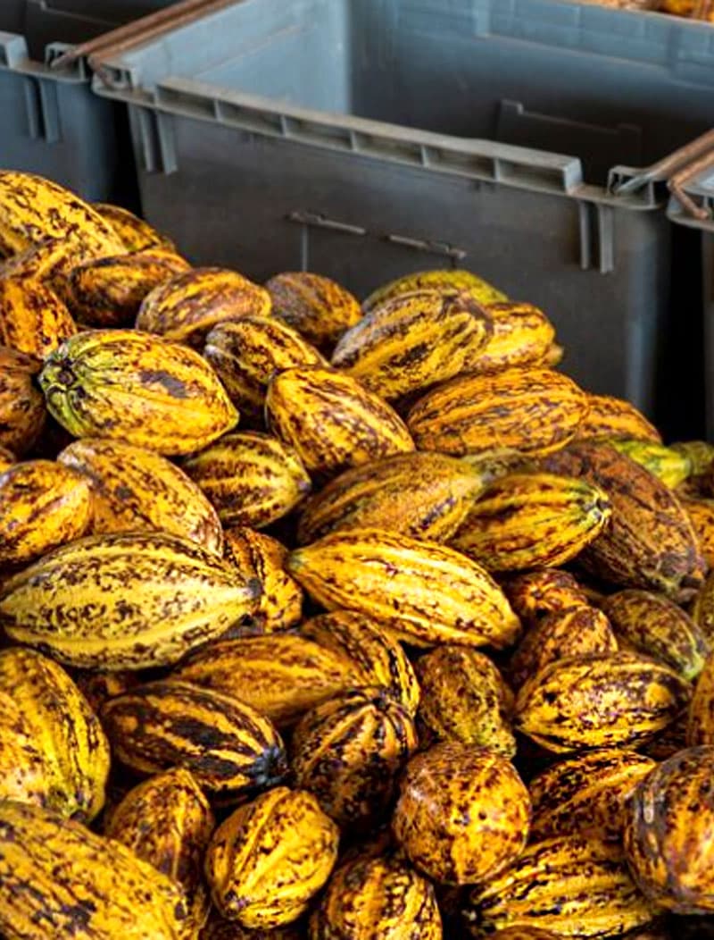 Cocoa handling and product presentation